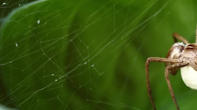 pan close up shot of a web spider pisaura mirabilis