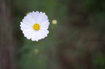 White cosmos 2