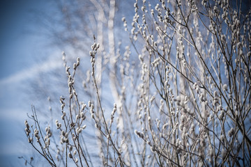 Fototapeta na wymiar Soft Spring Background with Willow