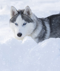 husky puppy with blue eyes © Olexandr