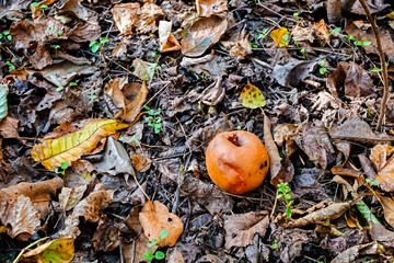 Rotten apple on the ground with dead leafs