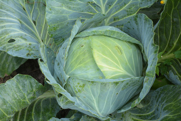 Obraz premium Cabbage in the garden