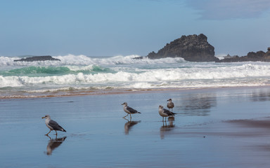 Sea Gulls on Adraga beach (Praia da Adraga), Colares, Portugal