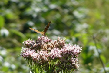 butterfly on flower