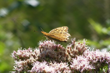 butterfly on flower