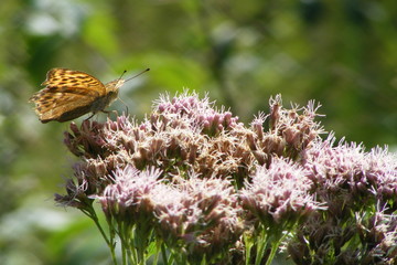 butterfly on flower