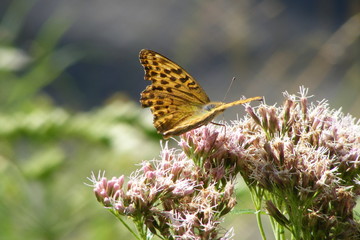 butterfly on flower