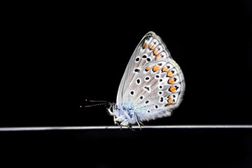 blue beautiful butterfly on a black isolated background