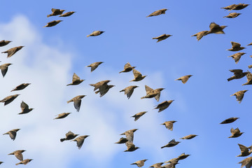 a flock of black starlings is flying fast in the blue sky