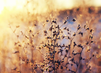 the Bush is covered with bright frost on the backdrop of the setting sun