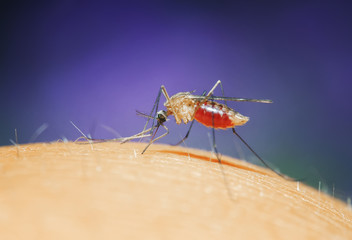 mosquito plunged its proboscis into the skin and drinks the blood of the person