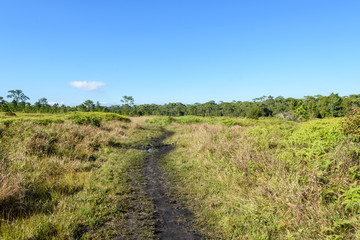 Fototapeta na wymiar pathway in the green forest