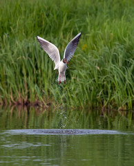 Black-headed gull flying out the water
