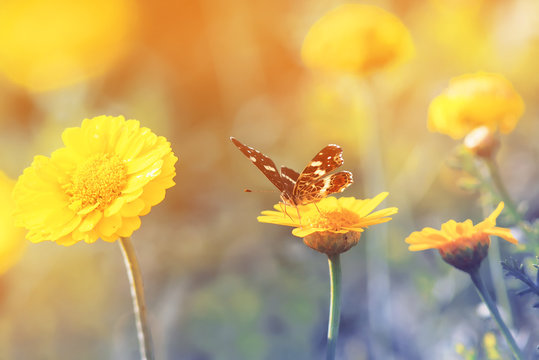 butterfly sitting on a  flower for Sunny summer meadow