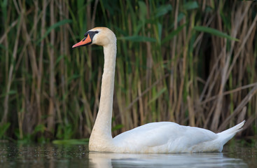 Mute swan swimming tight shot