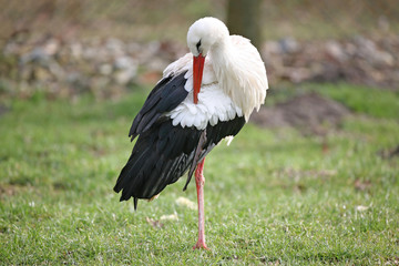 Storch in der Wiese