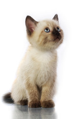 kitten , siamese cat on gray background.
