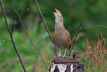 Corn crake singing on a stump