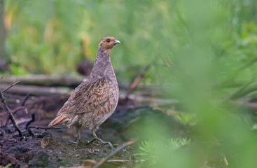 Grey partridge on the plain earth