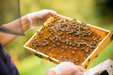 view of the working bees on honey cells