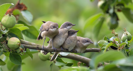 Lesser whitethroats stretching