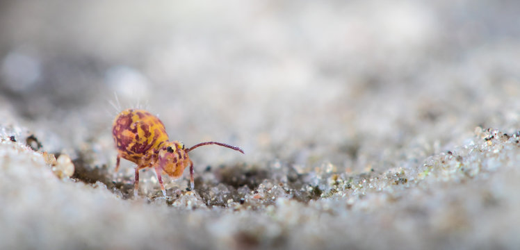 Ein Kugelspringer ( Dicyrtomina ornata ) sitzt auf einem Stein