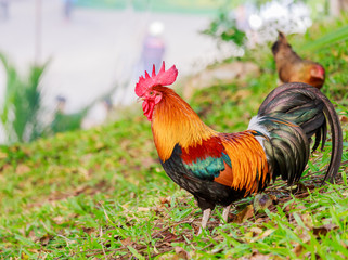 colorful rooster on green nature background