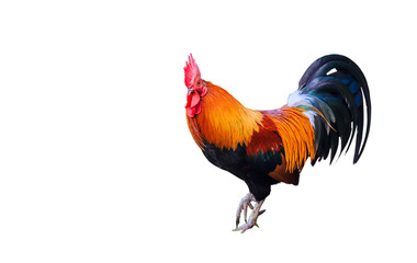 Beautiful rooster isolated on white background with clippingpath
