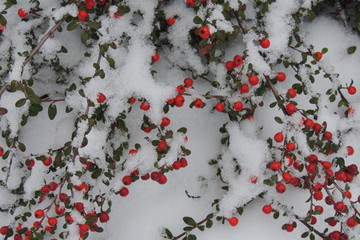 заснеженная ветка растения с красными ягодами в парке 