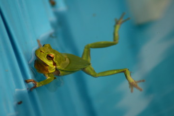 Blurred photo of tree frog