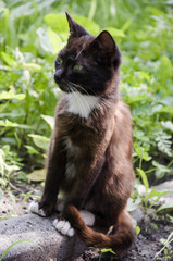 Black and white cat with green eyes