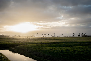 birds flying over the fields