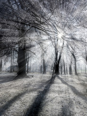 Obraz premium Zimowy las z szronem w podświetlenie