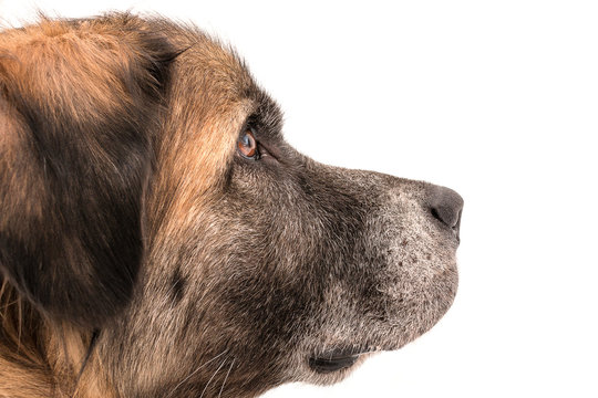Isolated image of a big female german bear dog