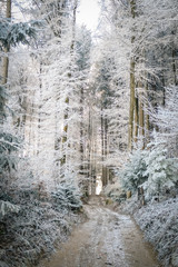 Frosty Forest Path