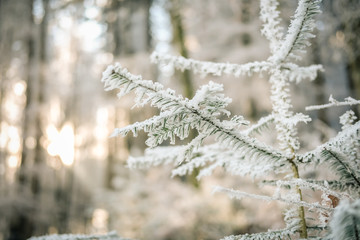 Frosty Forest