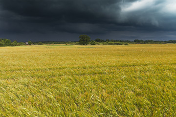 Dark clouds over grain field.