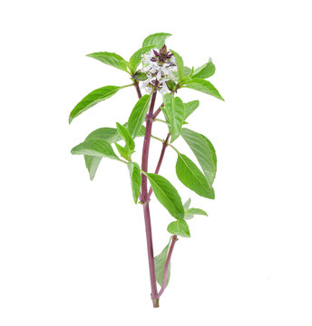 Sweet Basil with water drops on white background
