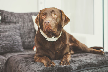 Brauner Labrador