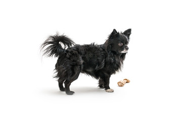 Isolated image of a small cute black chihuahua