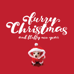 Fototapeta na wymiar Furry Christmas and Fluffy New Year with adorable white chihuahua in a Santa Claus Suit.