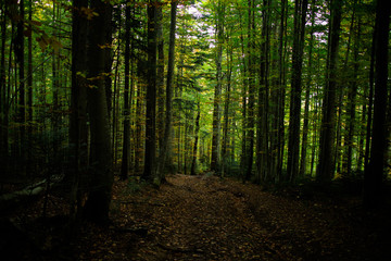Obraz premium Green forest in Carpathians, autumn 2016