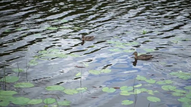 Three ducks swimming in a pond on a cloudy day