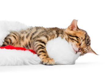 kitten asleep in a festive Christmas hat on a white background