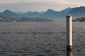 Svizzera, 08/12/2016: le Alpi svizzere e un gabbiano su un palo d'attracco sul Lago dei Quattro...