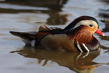 Canard Mandarin