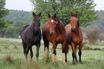 Horses