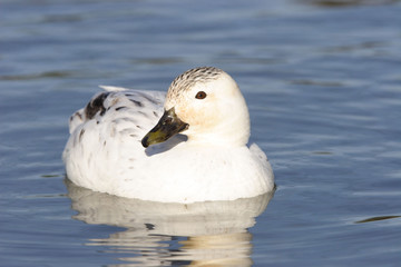 Canard mignon sauvage argenté