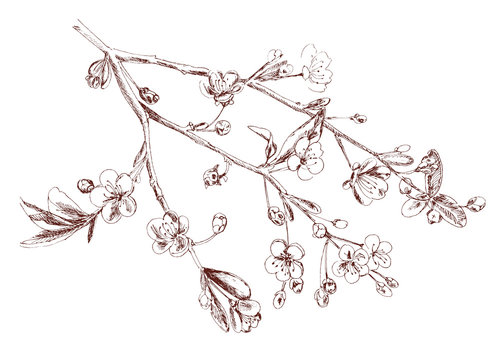Spring blossom (bloom), branch with flowers (cherry, plum, almonds), hand draw sketch on white background, vintage illustration
