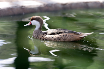 Pilet des Bahamas